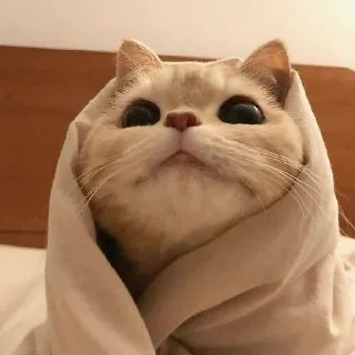 😺 cats and not only, стікер Telegram 7 з 120
