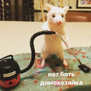 👹 cats and not only, стікер Telegram 9 з 120