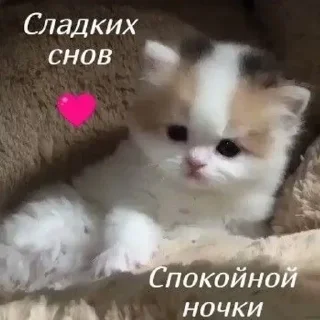 ❤️ Люблю..не скажу, стікер Telegram 20 з 73