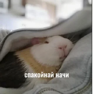 Свинки😘