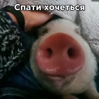 😪 Свинки @svinki0, Telegram sticker 11 of 19