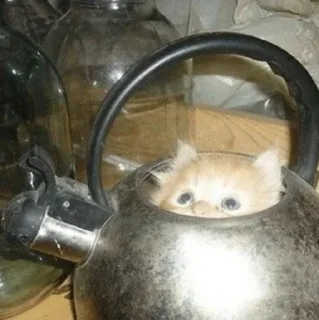 коти @tutnebudetnazvanya