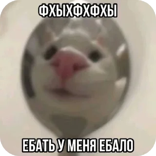 😦 коти, Telegram sticker 9 of 120