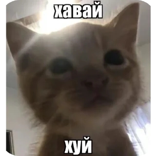 🥰 коти, Telegram sticker 10 of 120