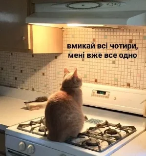 ☠ сцюпер/дякую, Telegram sticker 21 of 94