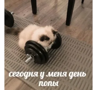 🌟 я спортик ( by khadizha ), Telegram sticker 16 of 25