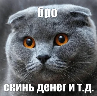 🌟 я спортик ( by khadizha ), Telegram sticker 5 of 25