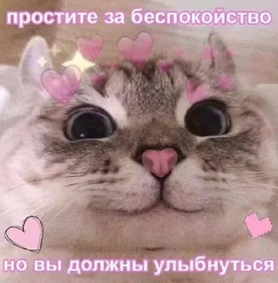 🌟 котята, sticker Telegram 2 sur 43