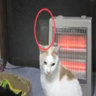 🐱 ☆°by wem1xi°☆, стикер Telegram 14 из 22