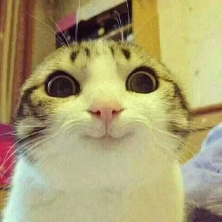 😊 Котики, стикер Telegram 10 из 24