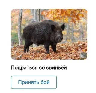🌟 Тигрята Хуигрята, стикер Telegram 1 из 120