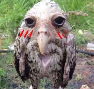 😳 Солевая сова, sticker Telegram 20 sur 51