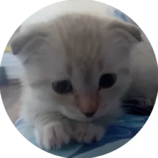 🥺 луна🐈, стікер Telegram 6 з 24
