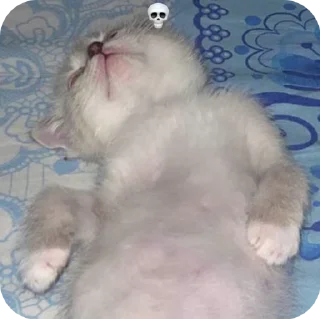 💀 луна🐈, стікер Telegram 2 з 24