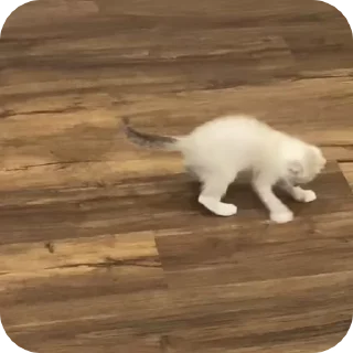 ⬅️ луна🐈, стікер Telegram 18 з 24