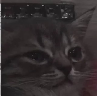 😭 котики <<ЗЗ, стікер Telegram 15 з 18