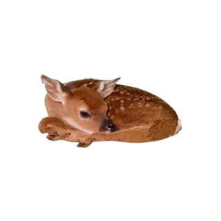 🪷 ۰. ݁⸙ jisoo | gf ִֶָ by @m2e58l, Telegram sticker 8 of 50