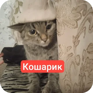 🐱 Анимешников • @DayStikBot, Telegram sticker 10 of 12