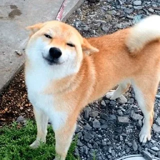 🐶 Shiba inu :: @dineloli_link, sticker Telegram 13 sur 45