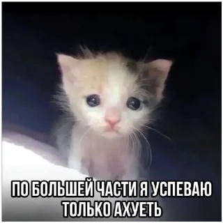 😡 злые коты, sticker Telegram 2 sur 18