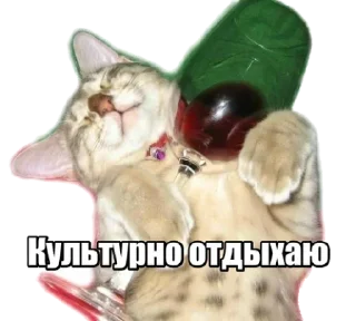 😹 @TVstickers Forty cats, Telegram sticker 15 of 21