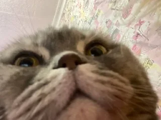 😕 БОНЖУРИО🫶🏻, стикер Telegram 14 из 25