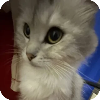 VASILISA💜