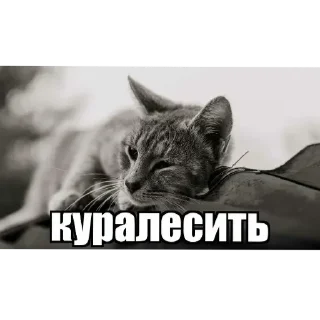 🕸 Vibissdög onlun, стікер Telegram 12 з 18