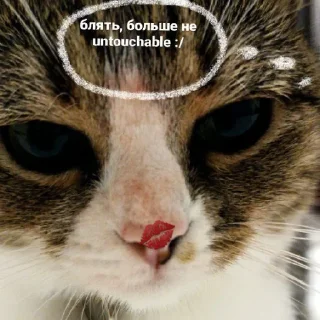 💓 мама и барсик 😘, sticker Telegram 13 sur 16