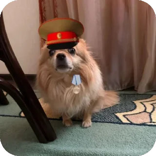 капитан Степан