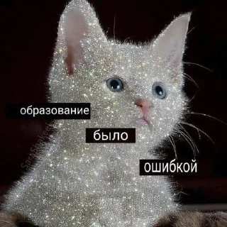 🧑‍🎓 Глупенькие котята на все случа, Telegram sticker 22 of 51