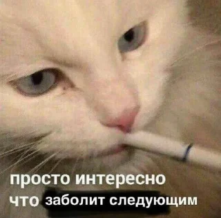 😷 Глупенькие котята на все случа, Telegram sticker 7 of 51
