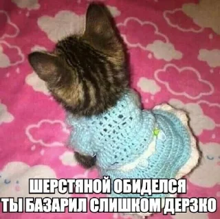 😢 Глупенькие котята на все случа, Telegram sticker 15 of 51