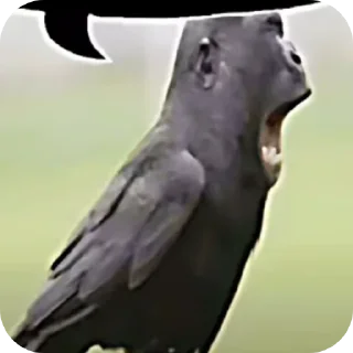 🐦 Оушудуду, Telegram sticker 19 of 45