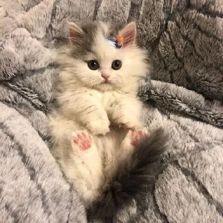 😇 odd.cats, стикер Telegram 24 из 32