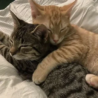 🧡 cat's, стікер Telegram 15 з 20