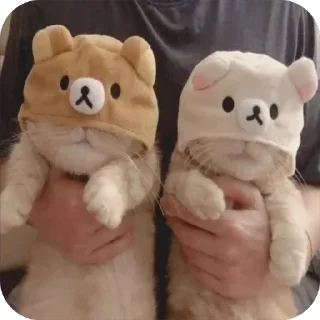 ❤ Cat's, стікер Telegram 10 з 75