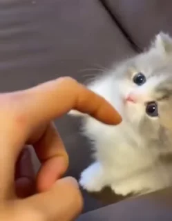 🐈 Cat's😻, стикер Telegram 12 из 75