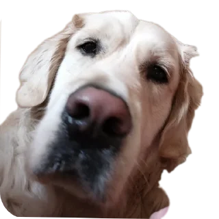 🐶 Луис, sticker Telegram 16 sur 26