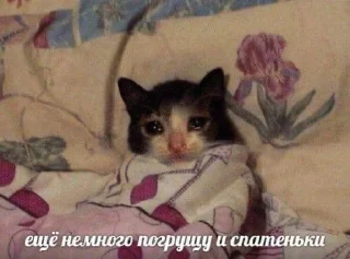 😥 жужа, стікер Telegram 22 з 54