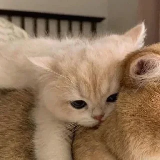 🤗 Бибнимашки, sticker Telegram 7 sur 103
