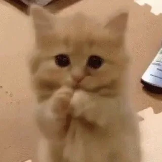 👉 cute kittens💗, стікер Telegram 15 з 120