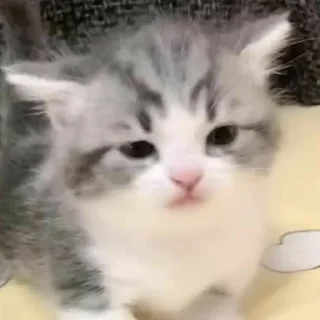 😪 cute kittens💗, стікер Telegram 7 з 120