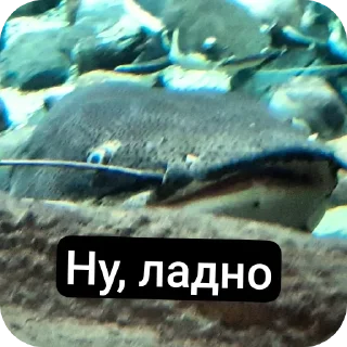 🫢 Рыбки москвы ВСЕ ФОТКИ СДЕЛАНЫ АВТОРОМ, стикер Telegram 6 из 20