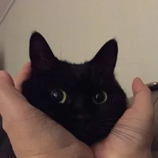 ❤️ тваринки, Telegram sticker 24 of 31