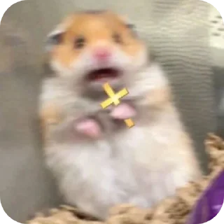 😨 Мемні тваринки 😜 by: @HyaLans, Telegram sticker 12 of 71