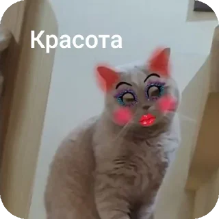 ❤ Мої тваринки, Telegram sticker 4 of 80
