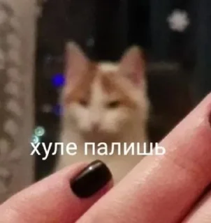 😼 Кидацка ^°^, стікер Telegram 13 з 25