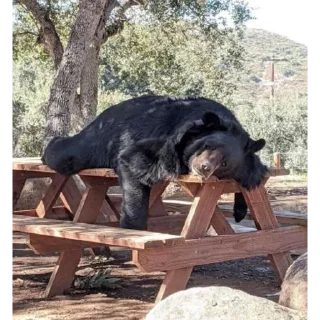 Black Bear