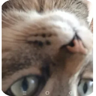 🐱 Лапки, стікер Telegram 19 з 32